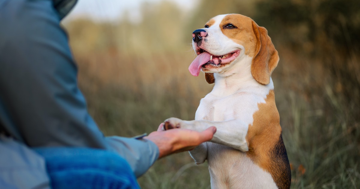 Is your dog right or left-pawed? One factor could determine their dominant hand