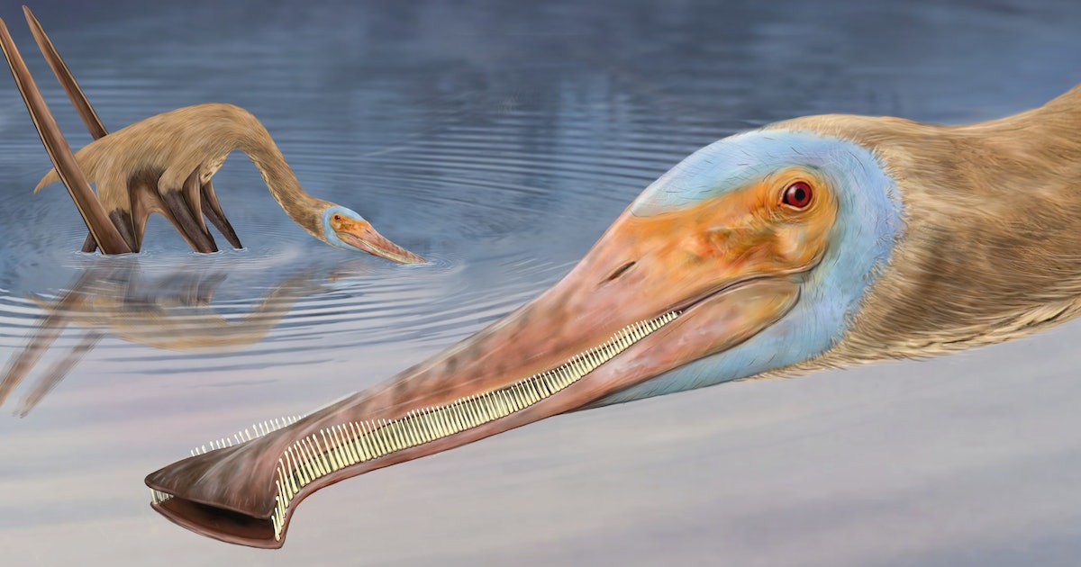 Look: Pterosaur ate like a whale with a mouth full of hooked teeth