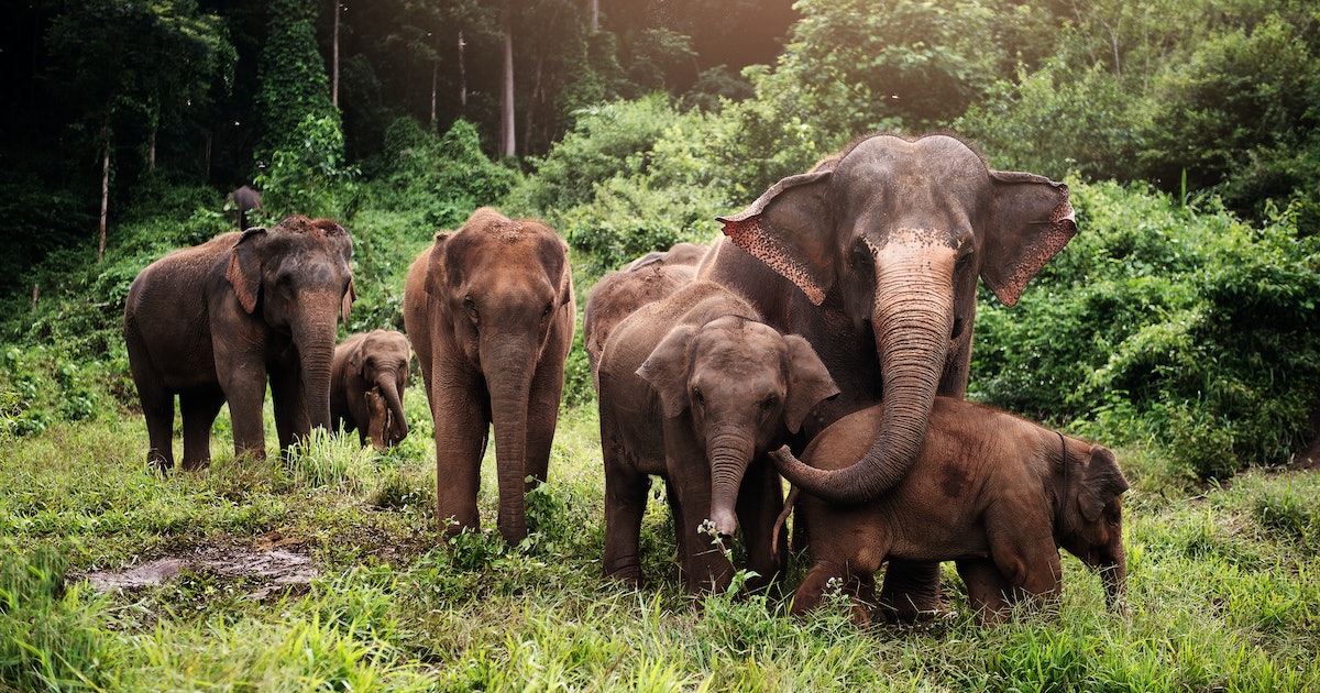 Elephants could be key to saving the planet — here’s why
