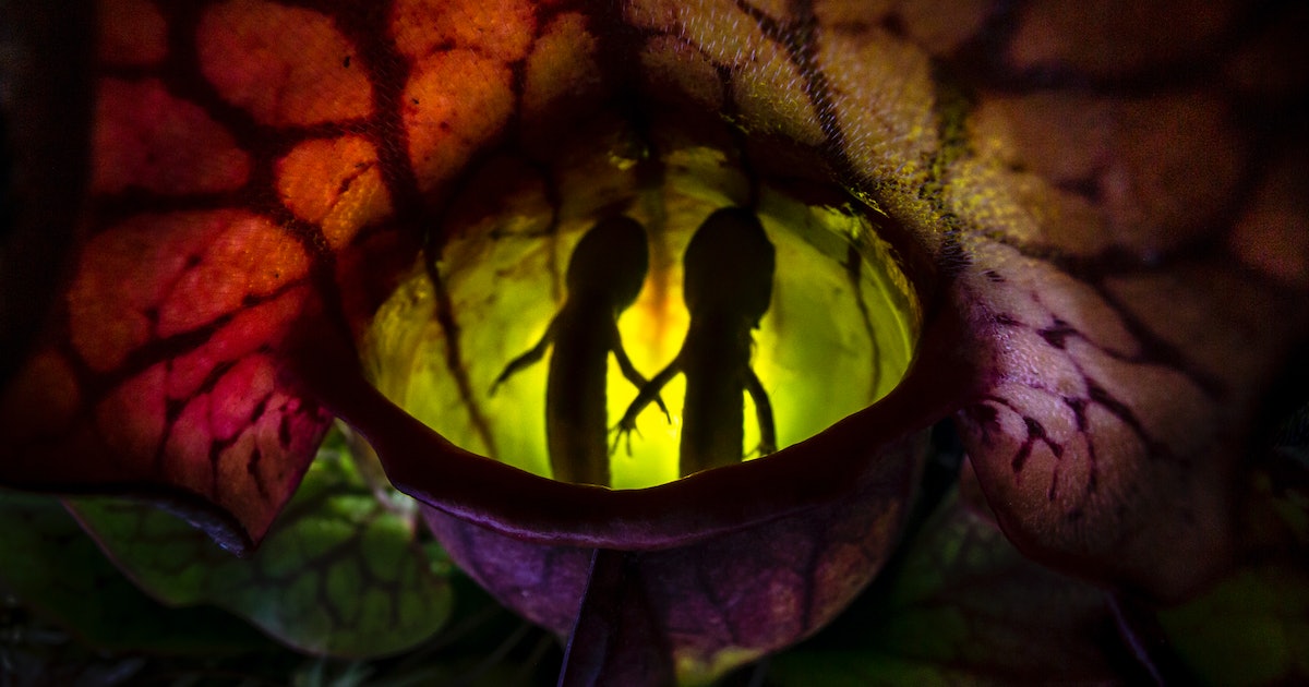 Cannibal insects, carnivorous plants: 12 stunning shots from a close-up photography competition