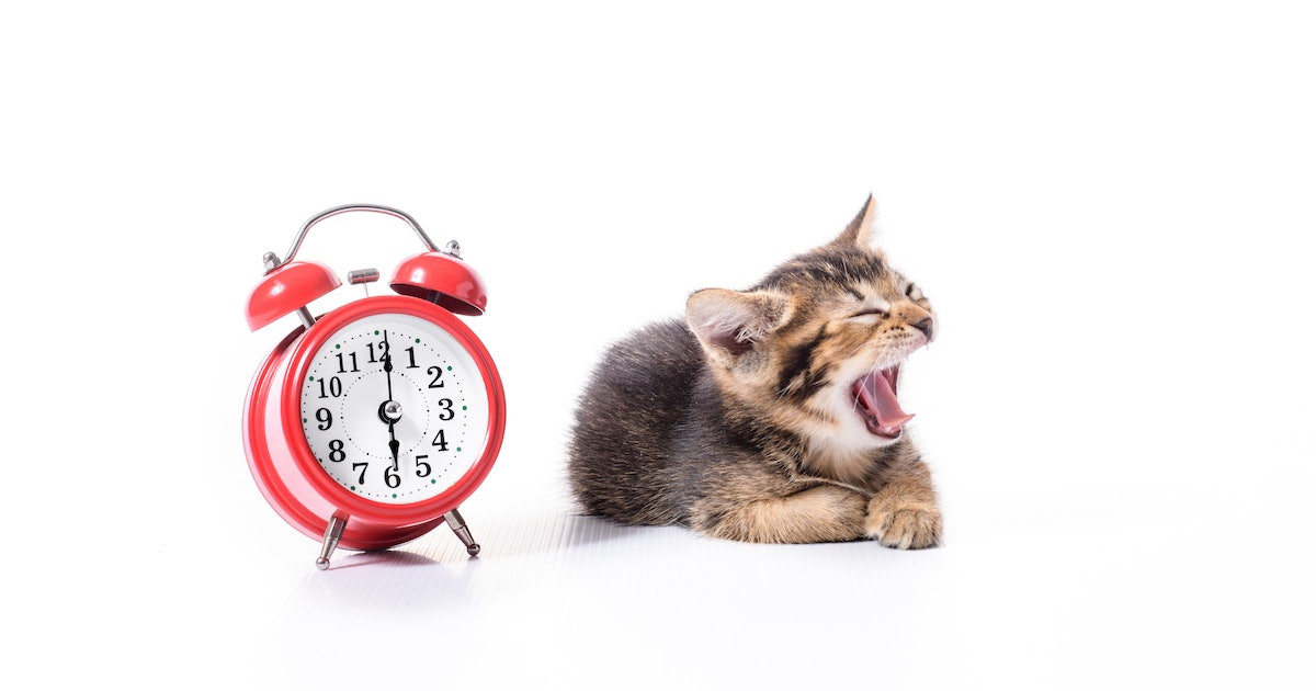 Can Cats Tell Time? Yes, But It’s Complicated