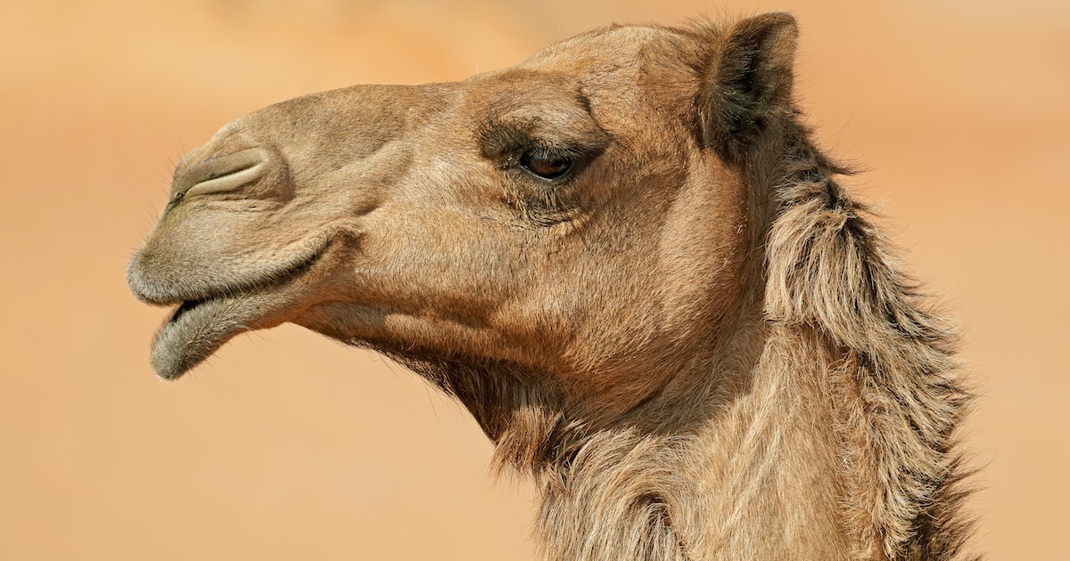 Camel and Shark Blood Could Help Treat Elusive Human Diseases