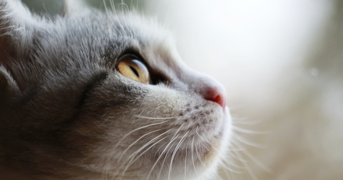 The Plague Is Still Here — And It Could Infect Your Cat
