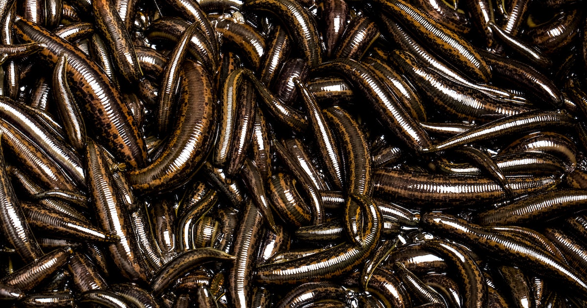 Scientists Just ‘Grew’ Electrodes in Leeches. Can It Be Done in Humans, Too?