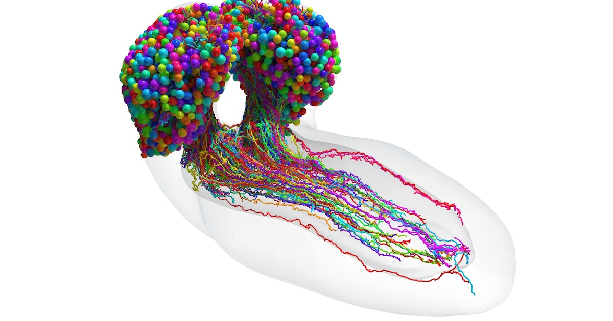 This Is the Most Complex Reconstruction of a Brain Ever — And It’s Tiny