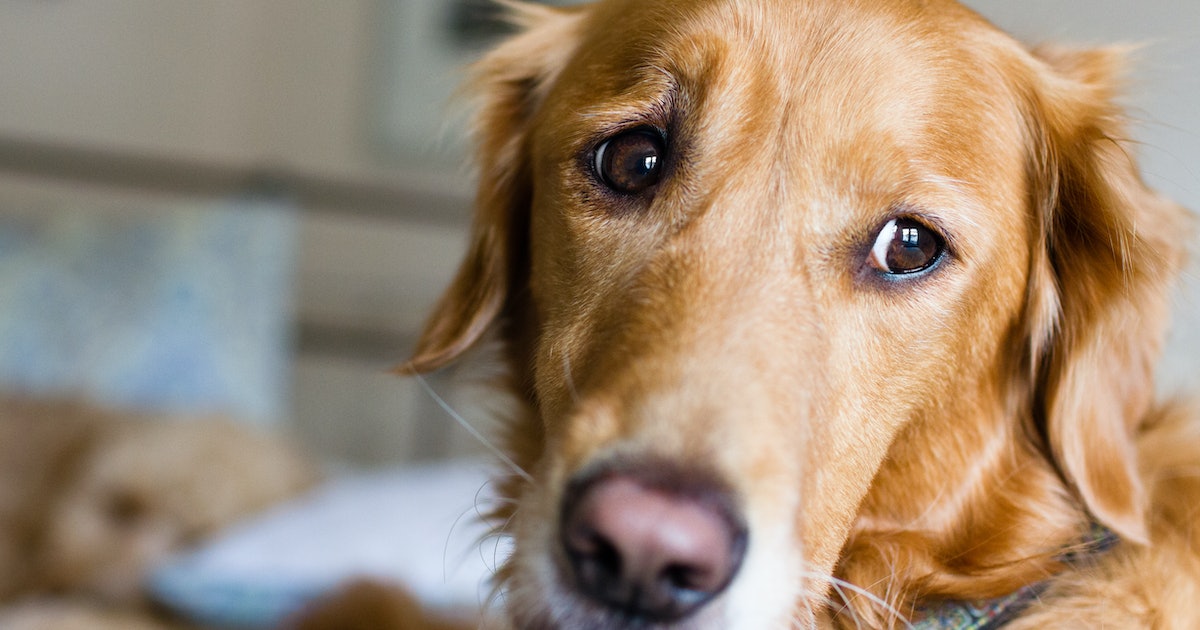 Does My Dog Have Anxiety? Expert-Backed Tips to Help Your Anxious Pup