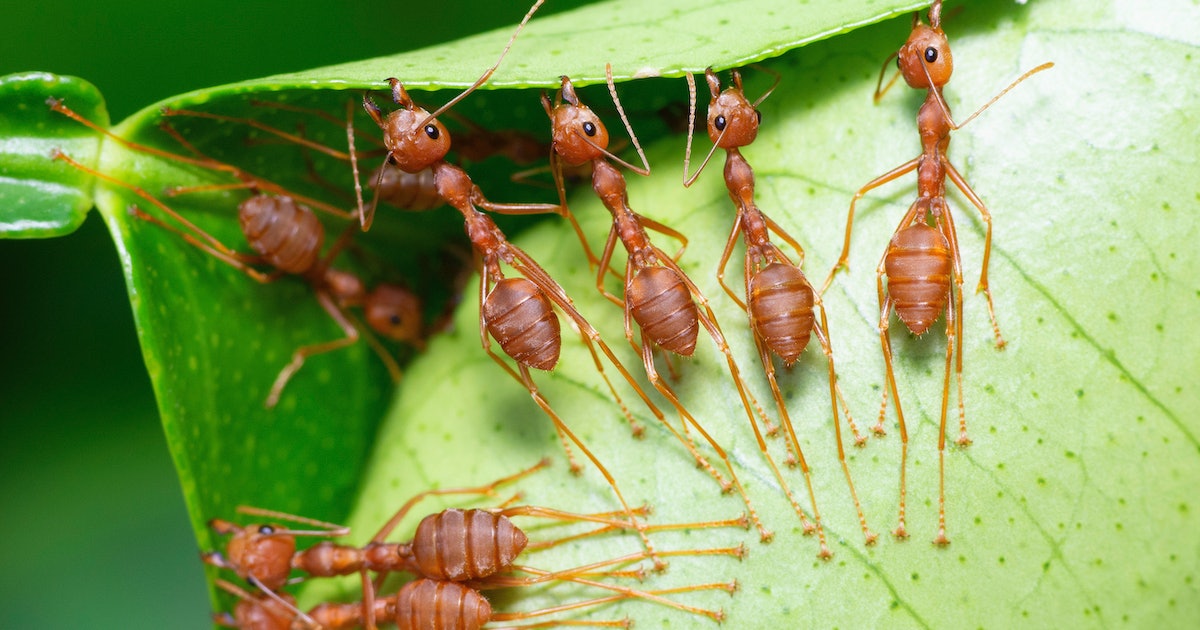 Ants Rely On A Unique Skill To Find Friends Among Trillions of Foes