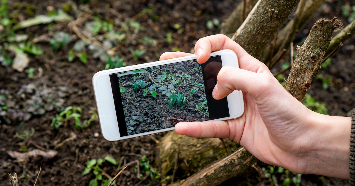 Plant ID Apps Can Be Inaccurate And Risky For Amateur Foragers