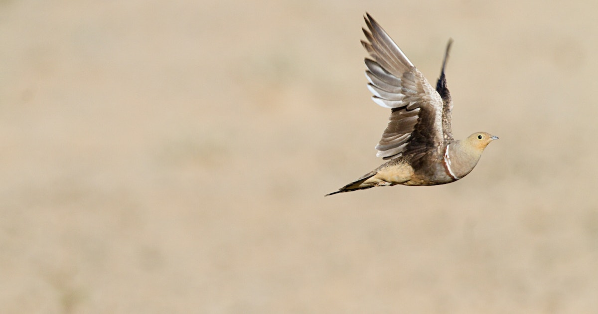 This Bird’s Ingenious Survival Skill Could Inspire Revolutionary Technology