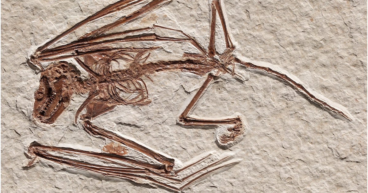 These “Gorgeous” Skeletons Reveal a New Species of Ancient Bat