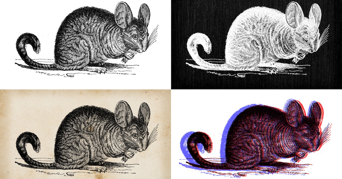 Chinchillas Tested Fancy New Ear Devices to Solve a Centuries-Old Medical Problem
