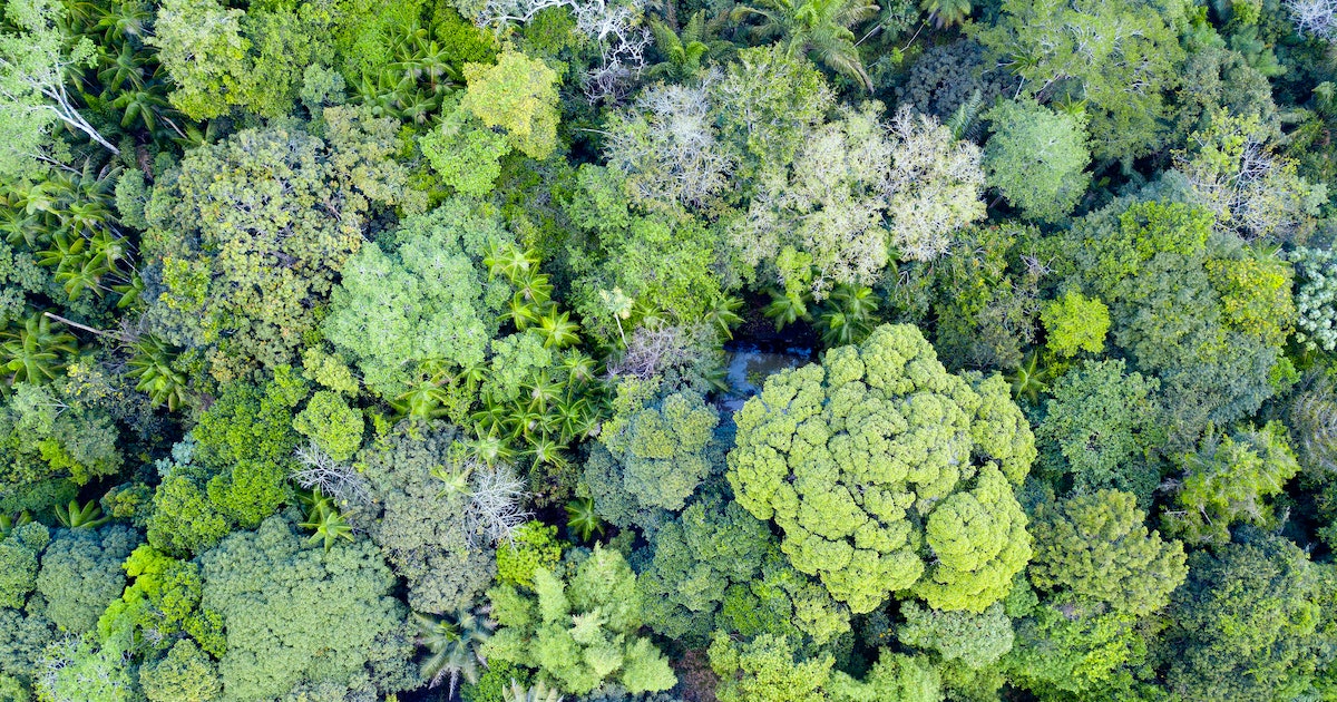 Can This “Unprecedented” Experiment in the Amazon Help Save Our Planet?
