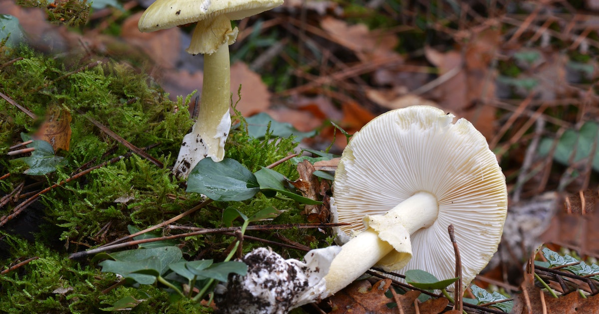 An Innocuous Dye Could Hold the Antidote to the World’s Deadliest Mushroom