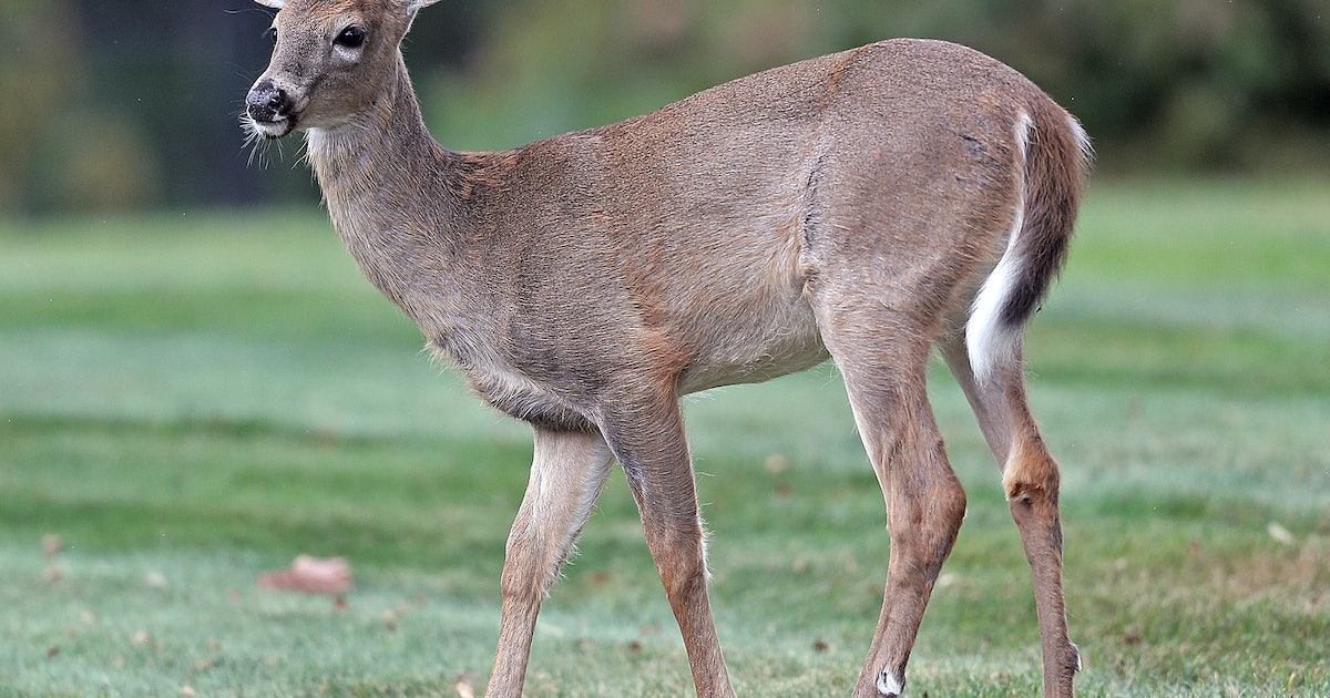 Humans Gave Deer Covid-19 — And It Could Seriously Backfire