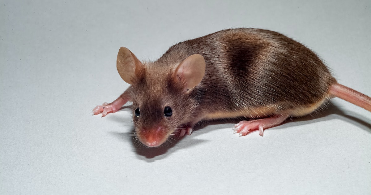 Young Blood Infusions Extend the Lifespan of Old Mice, New Study Finds