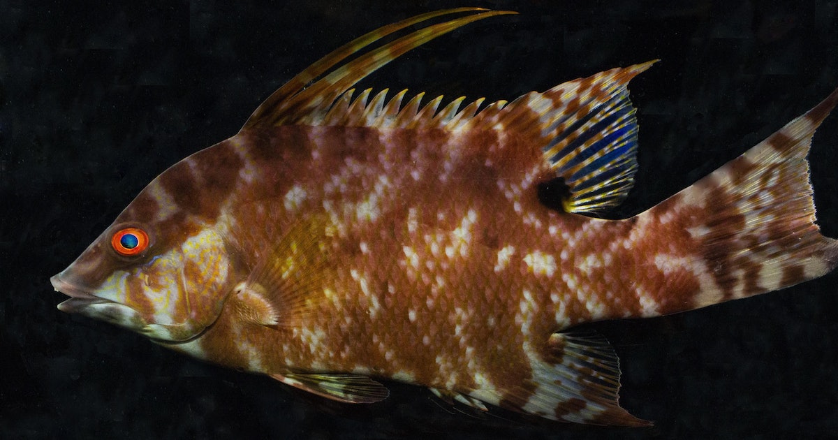 Scientists Just Stumbled Upon The Secret Way Color-Changing Fish Recognize Themselves
