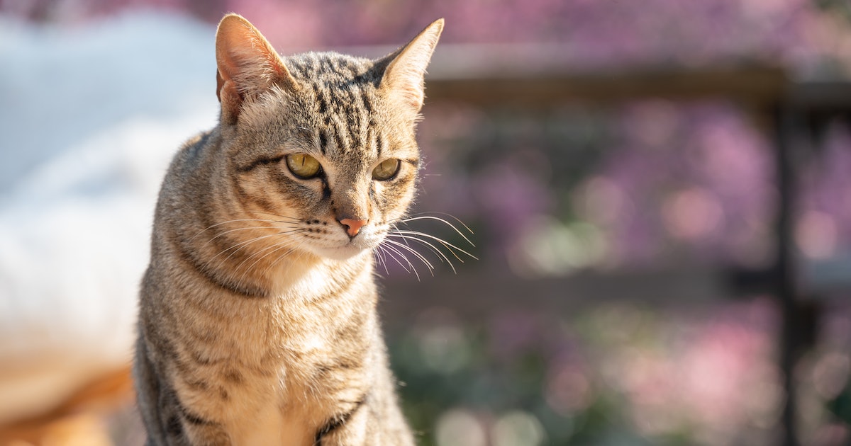 Can Cats See Things That Humans Can’t? Veterinarians Reveal What Cat Vision Is Really Like