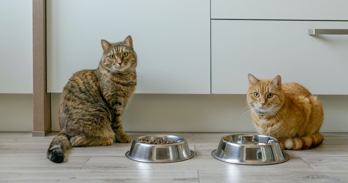 Can Cats Eat a Vegan Diet? A New Study Challenges a Long-held Assumption