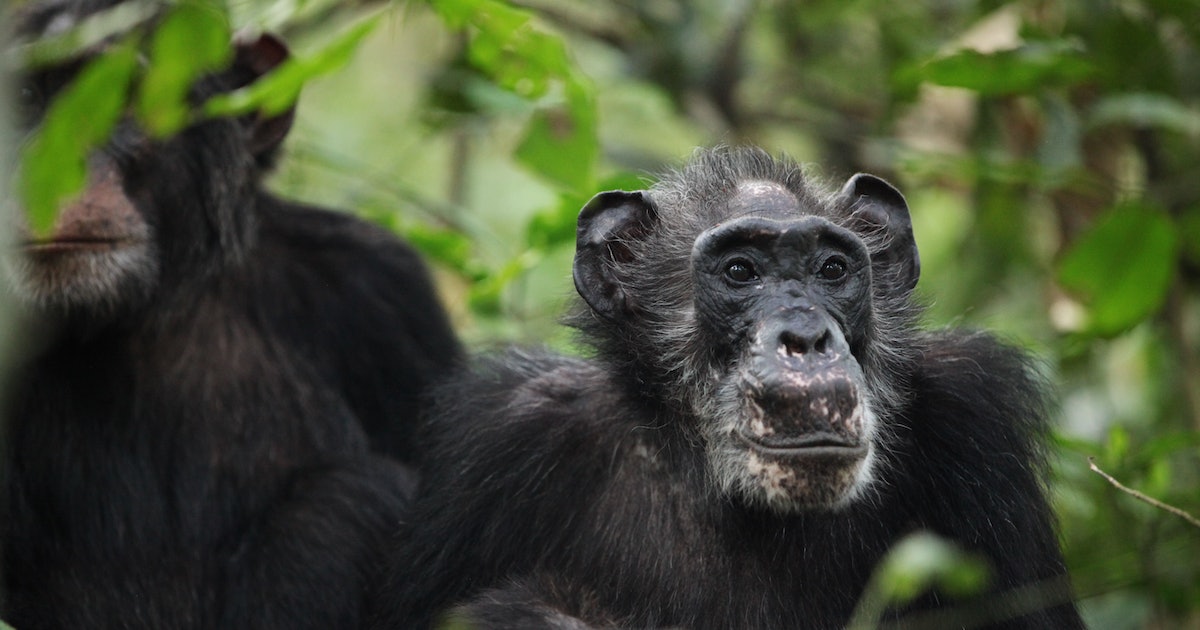 Wild Chimps Confirmed to Possess A Rare Evolutionary Trait Shared With Humans