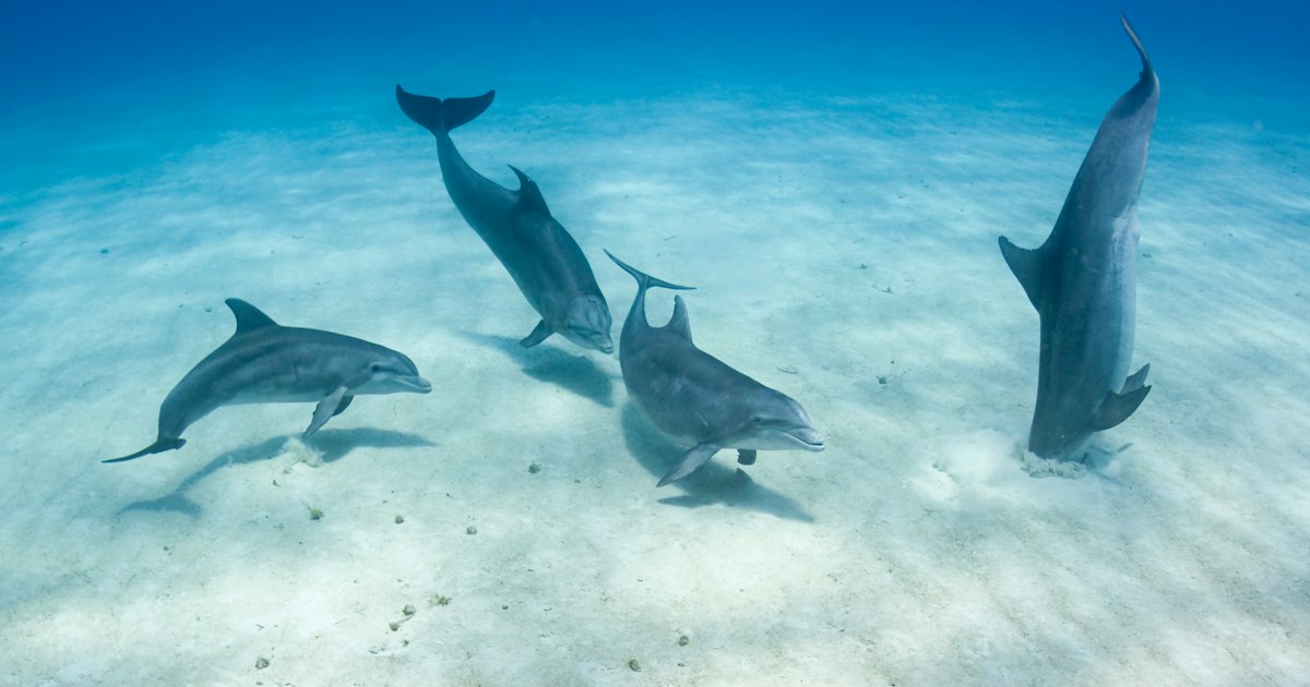 Bottlenose Dolphins Possess a Shocking Sense, New Study Confirms