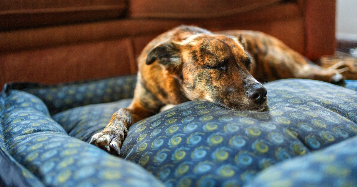 What’s Your Dog Dreaming About? A Psychologist Has the Answer