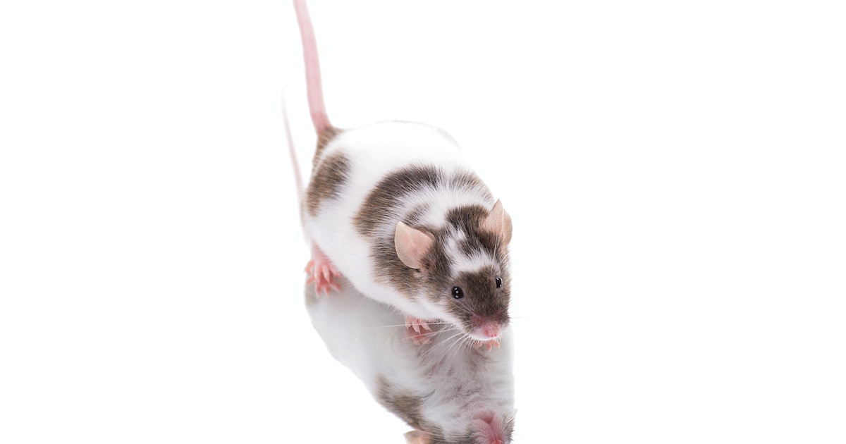 Mice Pass an Intelligence Test Reserved for Human Development