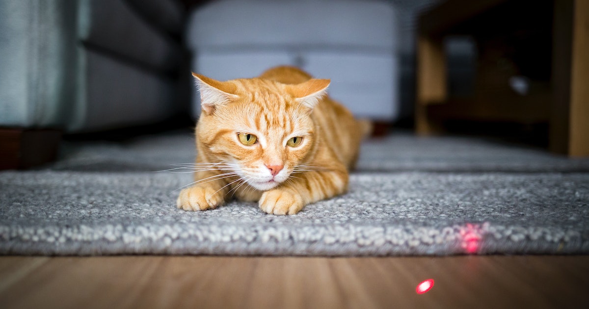 Are Laser Pointers Bad For Cat’s Mental Health? A Vet Reveals the Truth