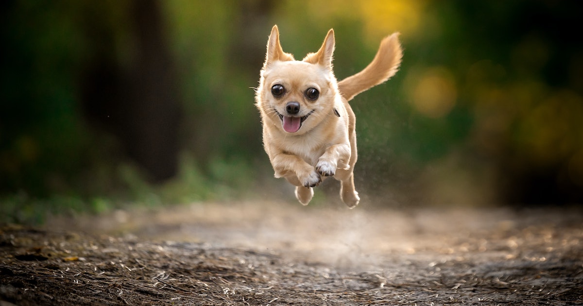 A Pet Psychologist Reveals How To Give Your Dog The Best Walk of Its Life