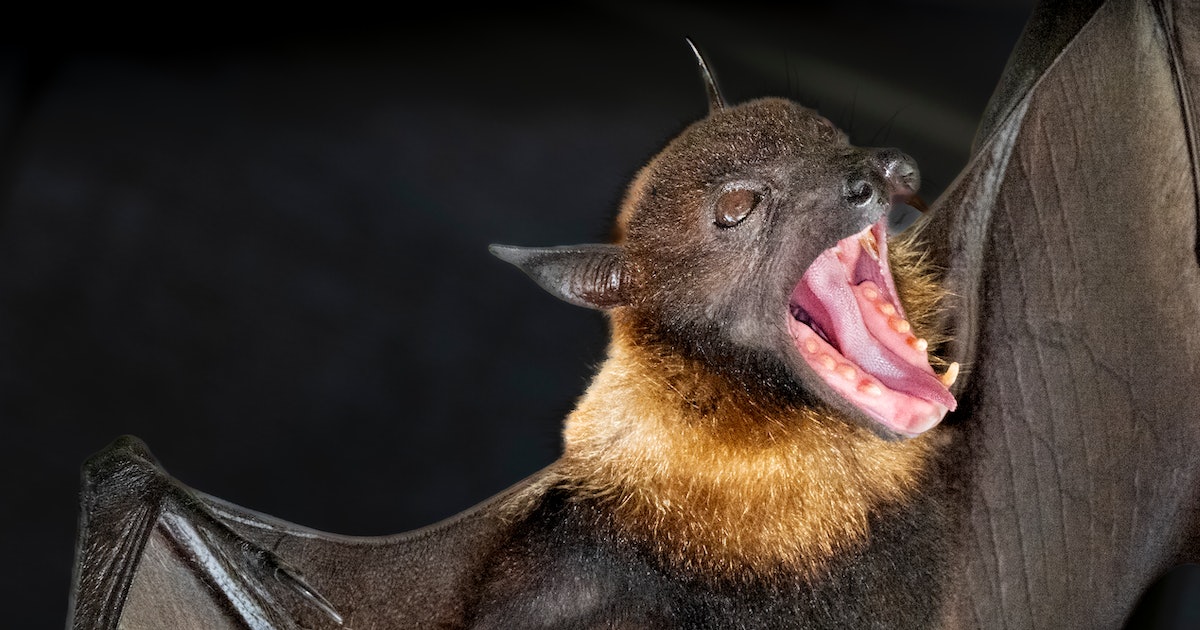 A Surprising Bat Discovery Could Lead to New Diabetes Treatments For Humans
