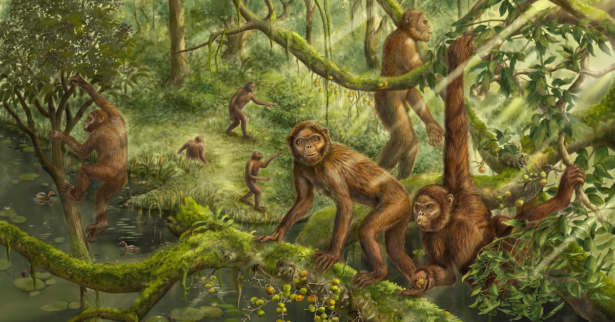 A 6-Million-Year-Old Ape Fossil Holds A Possible Clue To Why Humans Walk Upright
