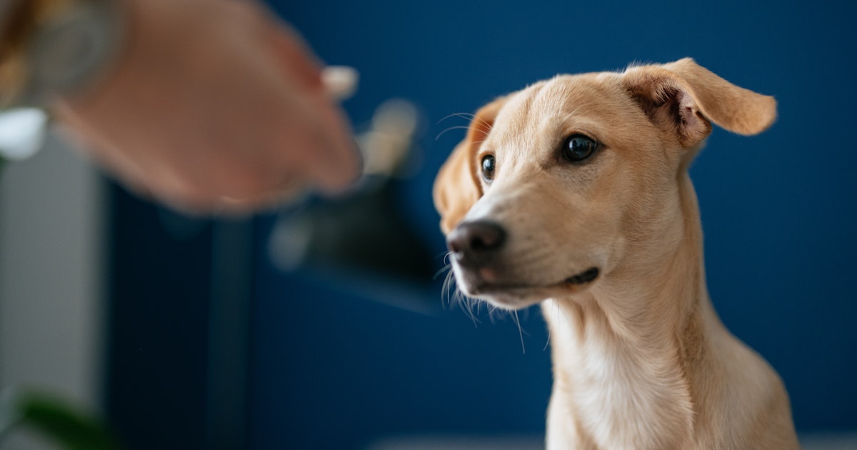 Your Dog Might Be Carrying Antibiotic Resistant Strains of E. Coli, New Study Suggests