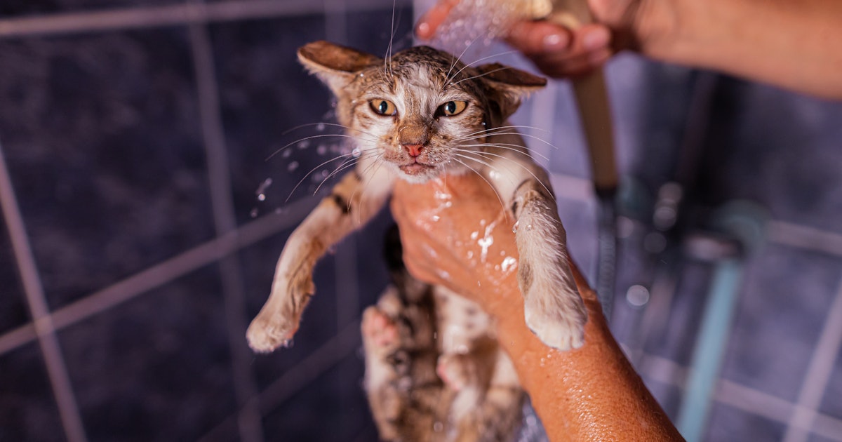 Should I Give My Cat A Bath? Here’s the One Instance You Absolutely Must