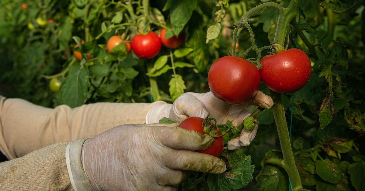 The Volatile Defences of Tomatoes Could Be the Missing Link To Cleaner Agriculture