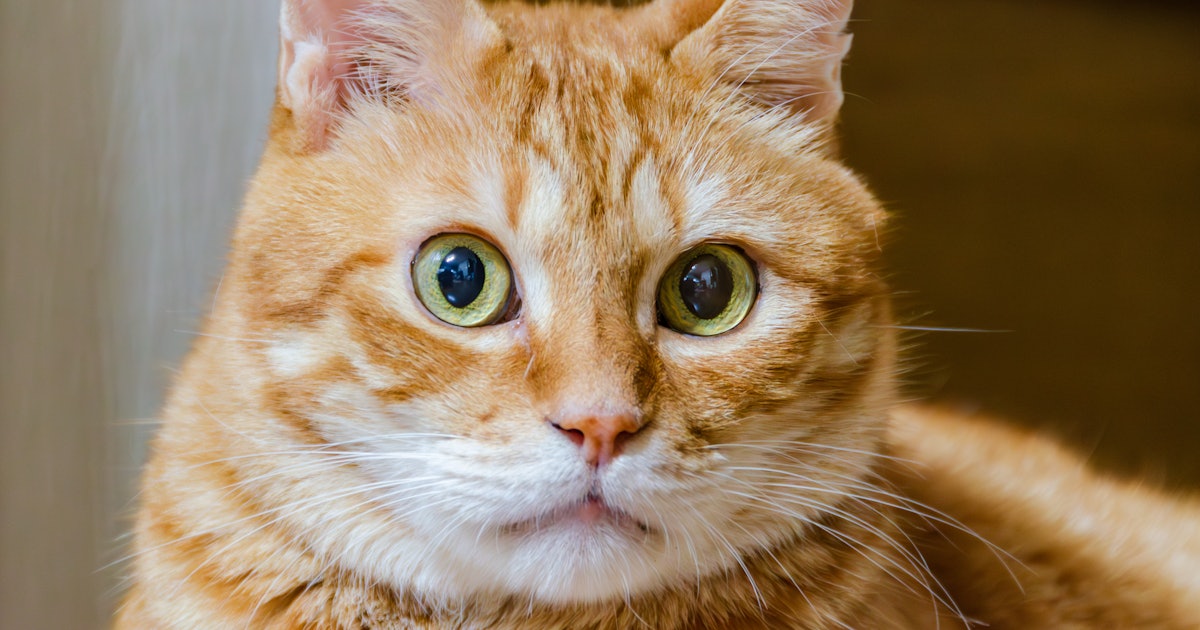 Are Orange Cats Dumb? An Animal Expert Debunks the Viral TikTok Claim