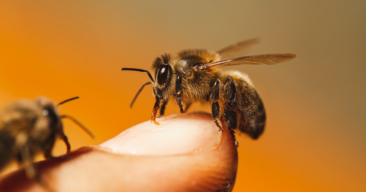 Not All Bees Have a Queen. Two Bug Experts Explain Why.