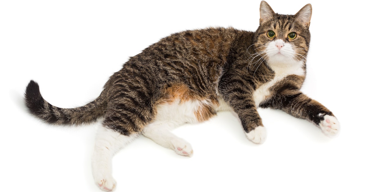 This “Strange Thing” Every Cat Has Under Its Belly Baffles Scientists