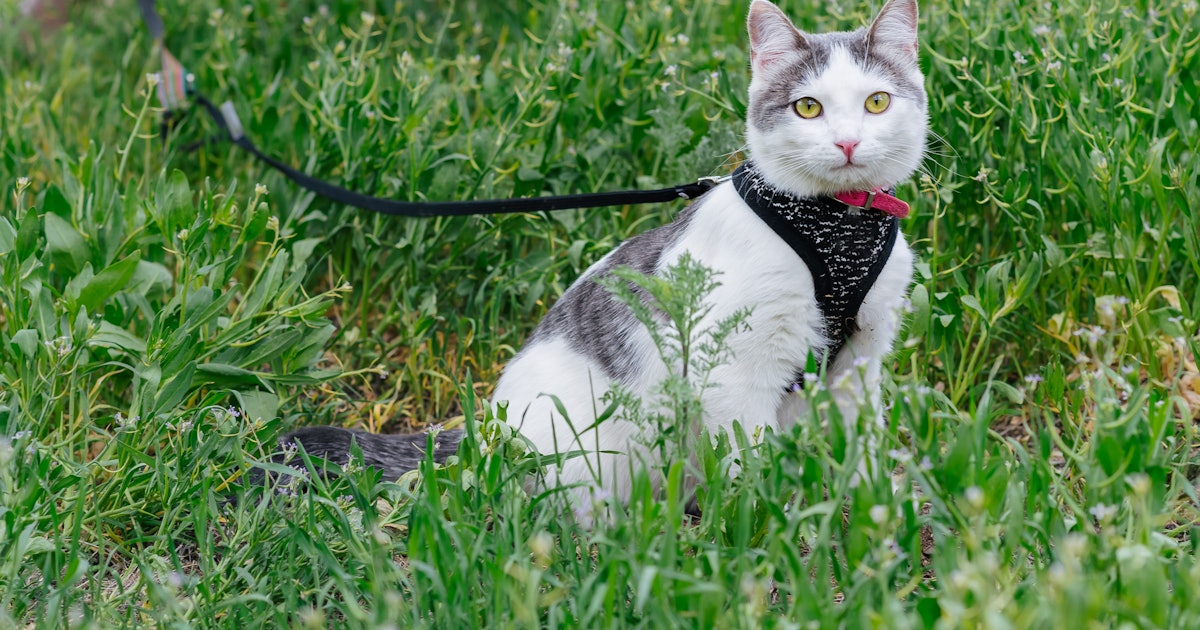 Should You Take Your Cat For a Walk? Shockingly, Yes